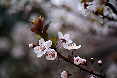 《血源》粉丝不高兴：《战神》都上PC了 《血源》呢